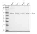 Anti-ACVR2A Antibody Picoband®