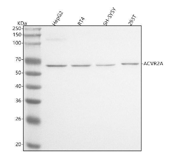 Anti-ACVR2A Antibody Picoband®