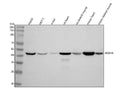 Anti-HADHB Antibody Picoband®