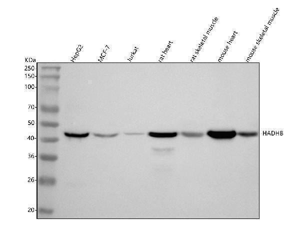 Anti-HADHB Antibody Picoband®