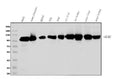 Anti-Glycine decarboxylase/GLDC Antibody Picoband®