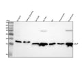 Anti-GALP Antibody Picoband®