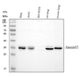 Anti-Annexin A3/ANXA3 Antibody Picoband®