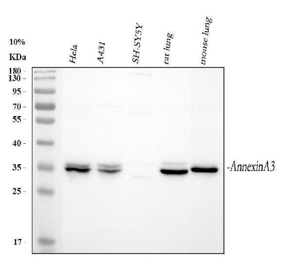 Anti-Annexin A3/ANXA3 Antibody Picoband®