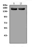Anti-MED14 Antibody Picoband®