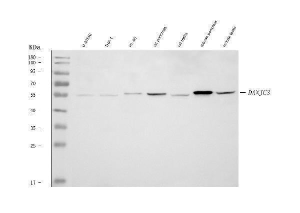 Anti-DNAJC3 Antibody Picoband®