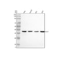 Anti-MCAT Antibody Picoband®