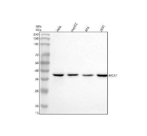 Anti-MCAT Antibody Picoband®