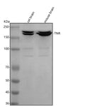 Anti-Tenascin-R/TNR Antibody Picoband®