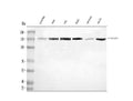 Anti-CLASP1 Antibody Picoband®