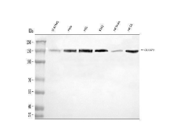 Anti-CLASP1 Antibody Picoband®
