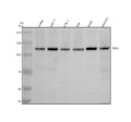 Anti-PHF2 Antibody Picoband®