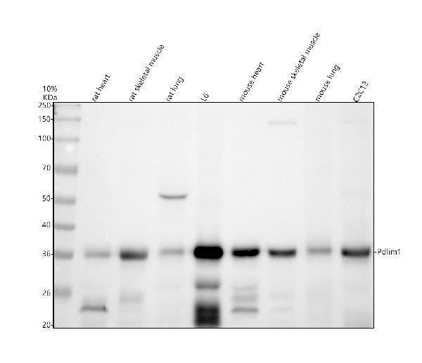 Anti-CLP36/PDLIM1 Antibody Picoband®