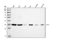 Anti-Annexin-4/ANXA4 Antibody Picoband®
