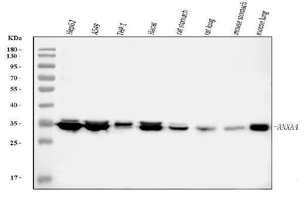 Anti-Annexin IV/ANXA4 Antibody Picoband®