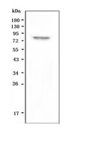 Anti-GPCR LGR8/RXFP2 Antibody Picoband®