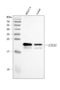 Anti-CD3 Gamma/CD3G Antibody Picoband®
