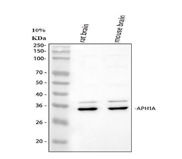 Anti-APH1A Antibody Picoband®