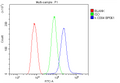 Anti-CD84 Antibody
