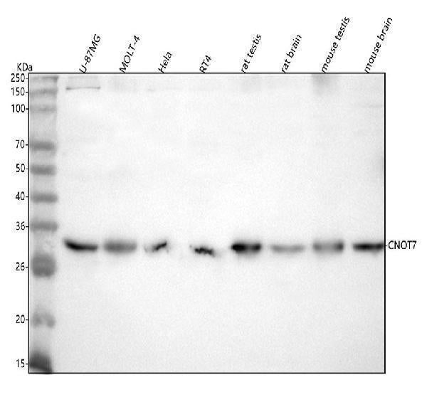 Anti-CNOT7 Antibody Picoband®