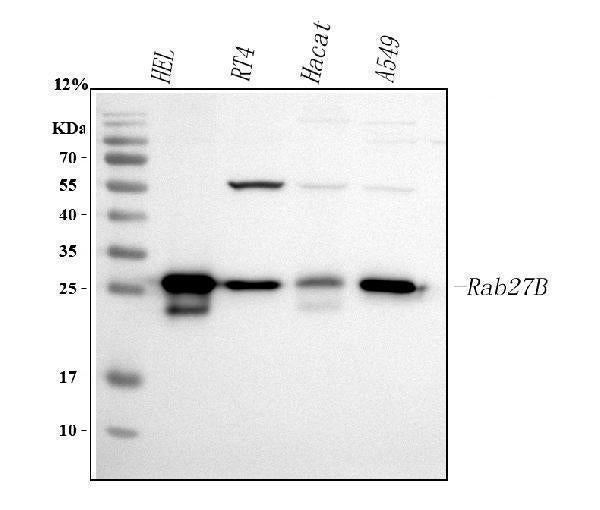 Anti-RAB27B Antibody Picoband®