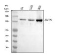 Anti-Smoothelin/SMTN Antibody Picoband®