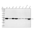 Anti-NSDHL Antibody Picoband®