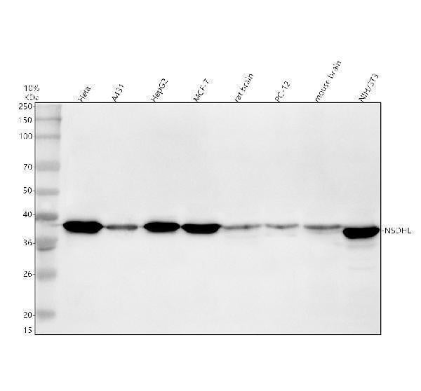 Anti-NSDHL Antibody Picoband®