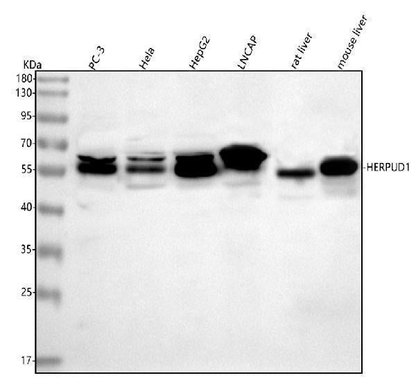 Anti-HERP/HERPUD1 Antibody Picoband®