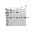 Anti-PHLDA2 Antibody Picoband®