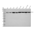Anti-NDUFS1 Antibody Picoband®