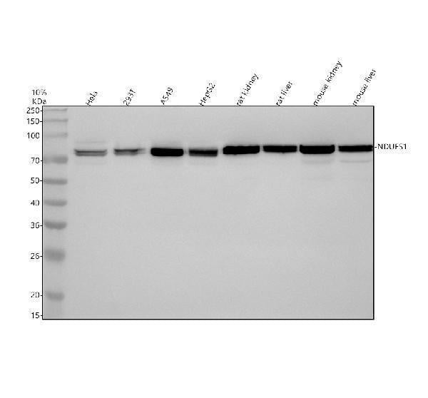 Anti-NDUFS1 Antibody Picoband®
