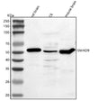 Anti-Smad9 Antibody Picoband®