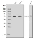 Anti-FOXJ1 Antibody Picoband®