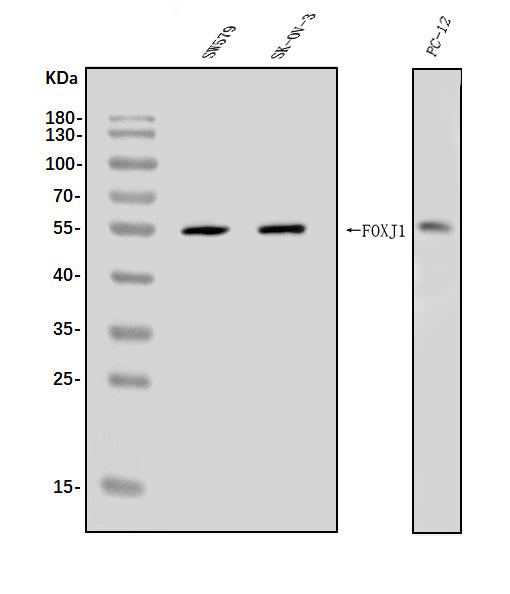 Anti-FOXJ1 Antibody Picoband®