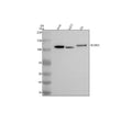 Anti-NLGN1 Antibody Picoband®