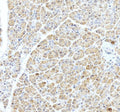 Anti-ARFGAP1 Antibody Picoband®