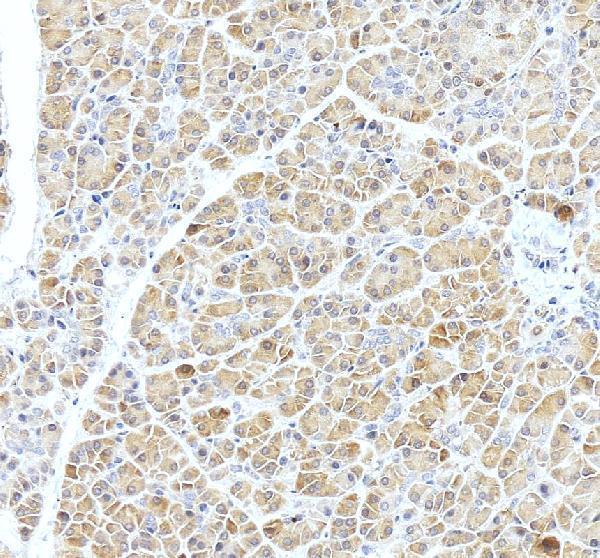 Anti-ARFGAP1 Antibody Picoband®
