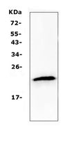 Anti-TMEM107 Antibody Picoband®