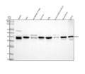Anti-GIPC1 Antibody Picoband®