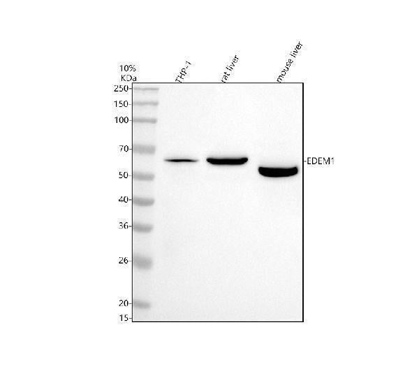 Anti-EDEM1 Antibody Picoband®