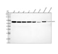 Anti-SGMS1 Antibody Picoband®