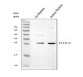 Anti-Flt3 ligand/Flt3lg Antibody Picoband®