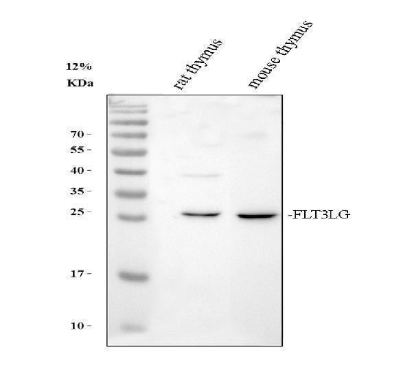 Anti-Flt3 ligand/Flt3lg Antibody Picoband®