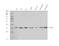 Anti-AIDA Antibody Picoband®