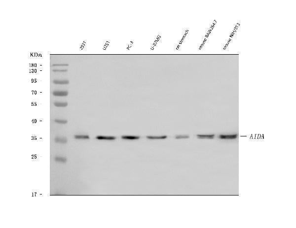 Anti-AIDA Antibody Picoband®