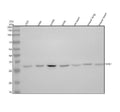 Anti-NEK7 Antibody Picoband®