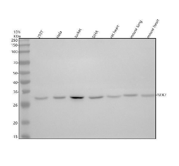 Anti-NEK7 Antibody Picoband®