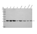 Anti-UCHL3 Antibody Picoband®