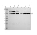 Anti-PLAA Antibody Picoband®